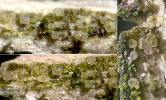 macrostoma