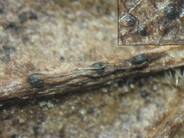 macrostoma