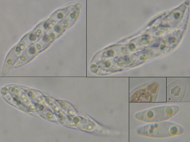 macrostoma