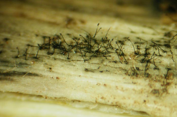 macrostoma