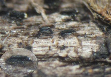 macrostoma