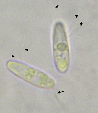 macrostoma