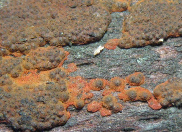 macrostoma