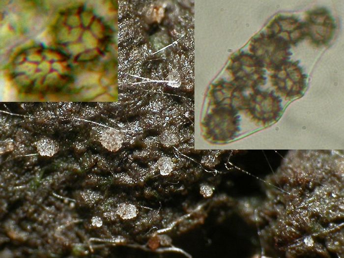 macrostoma