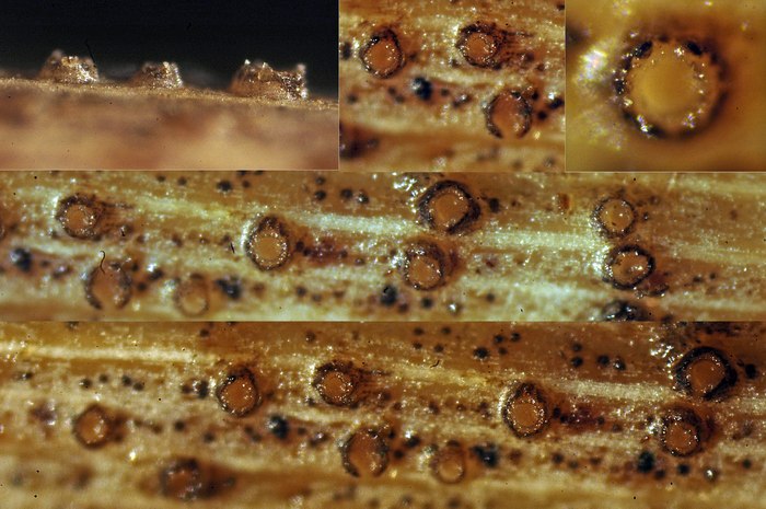 macrostoma