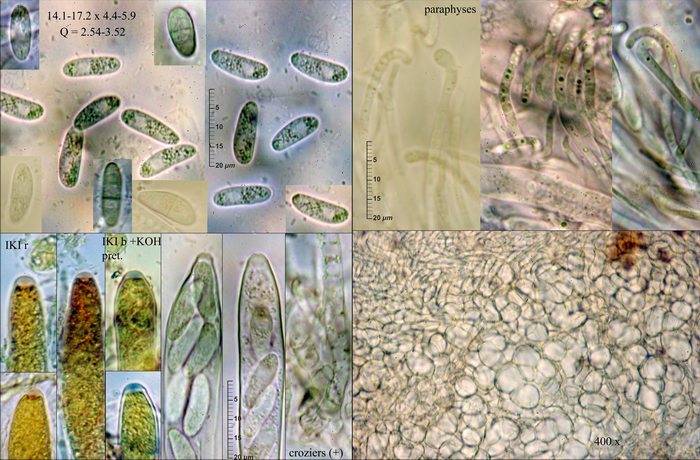 macrostoma