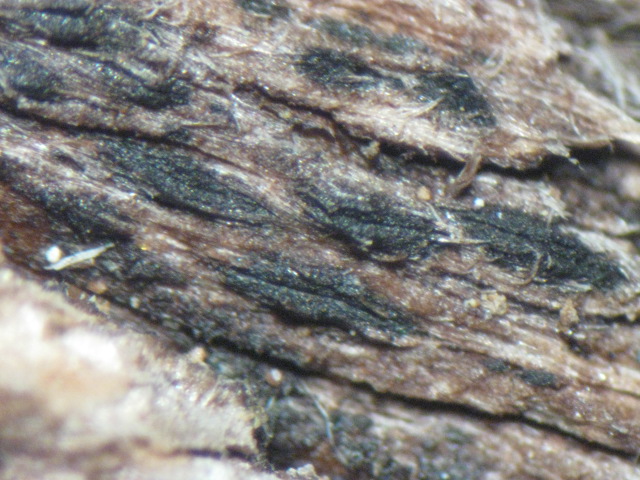 macrostoma