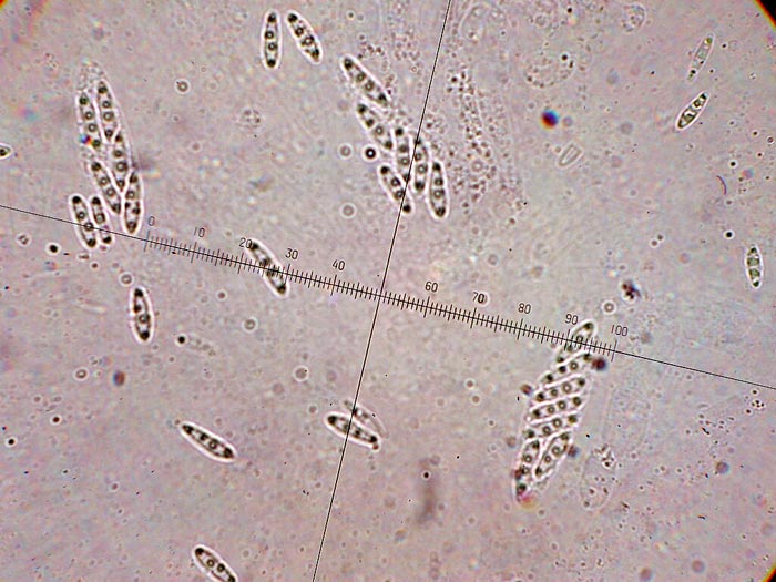 macrostoma