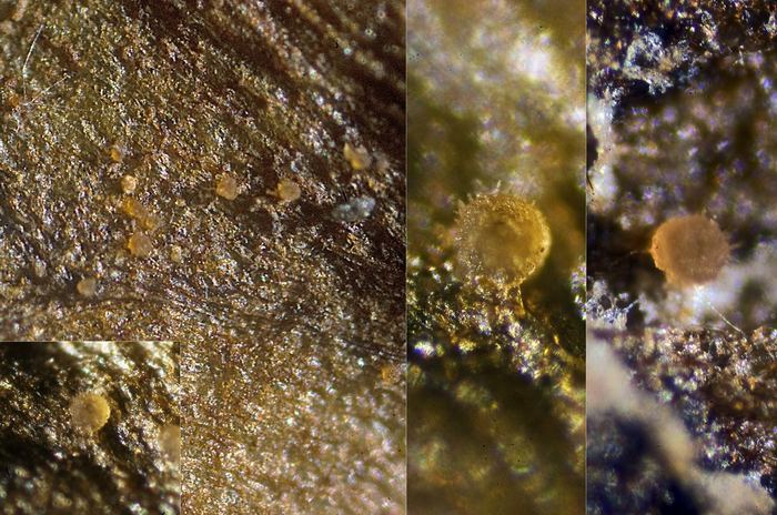 macrostoma
