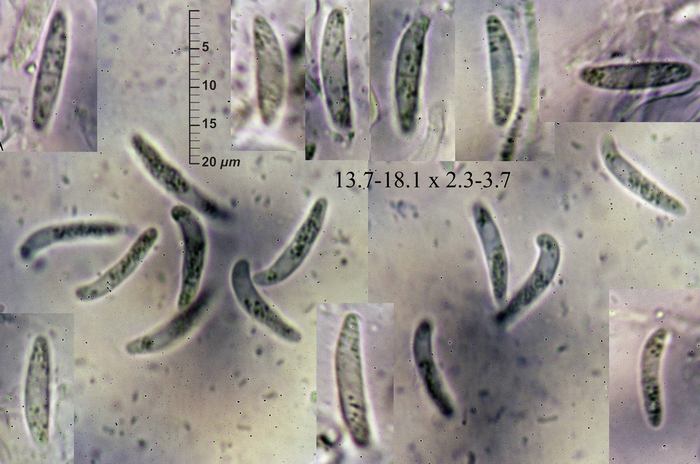 macrostoma