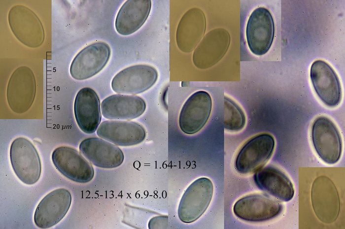 macrostoma