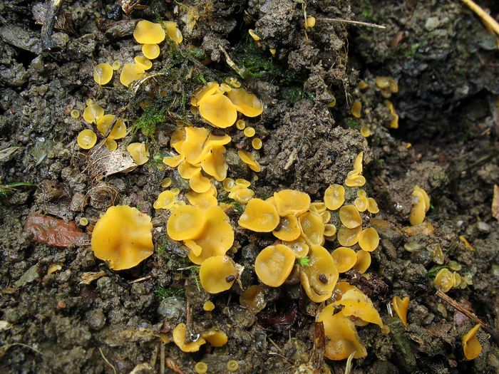 macrostoma