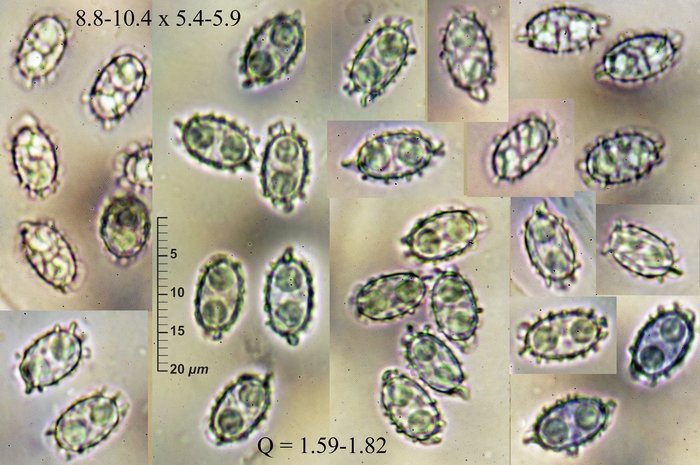 macrostoma