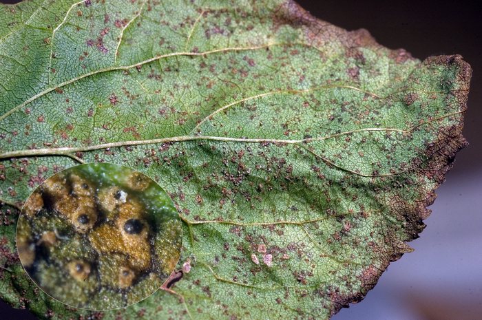 macrostoma