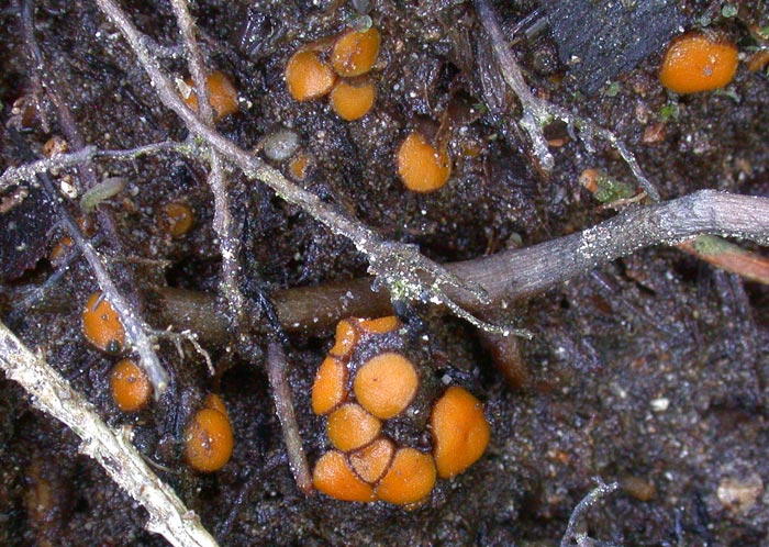 macrostoma