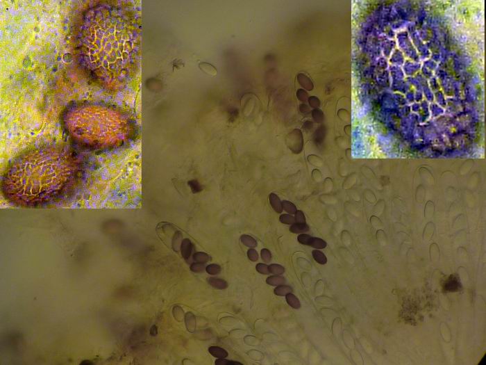 macrostoma