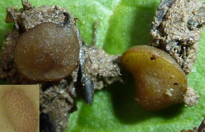 macrostoma
