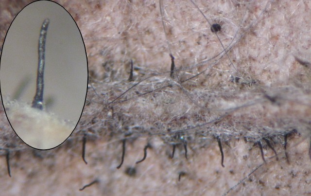 macrostoma