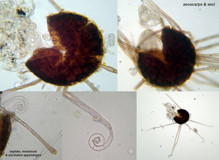 macrostoma