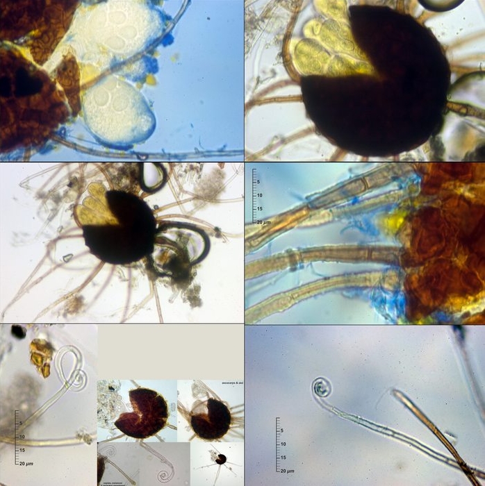 macrostoma