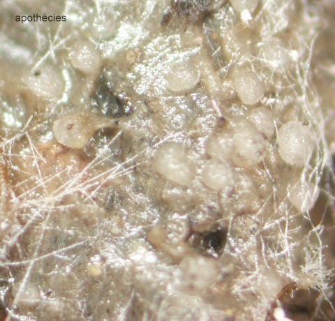 macrostoma