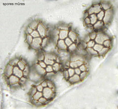 macrostoma