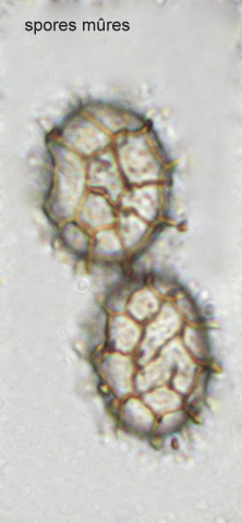 macrostoma