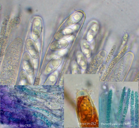 macrostoma