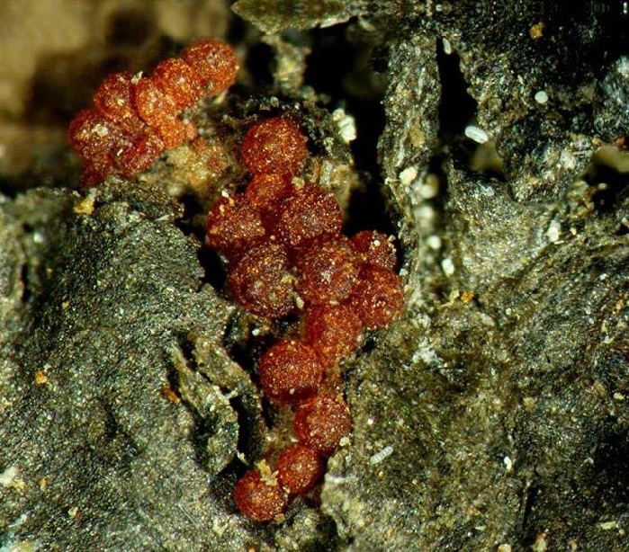 macrostoma
