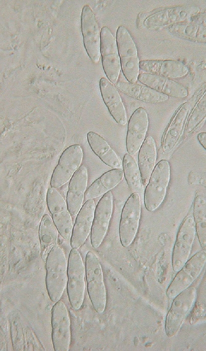macrostoma