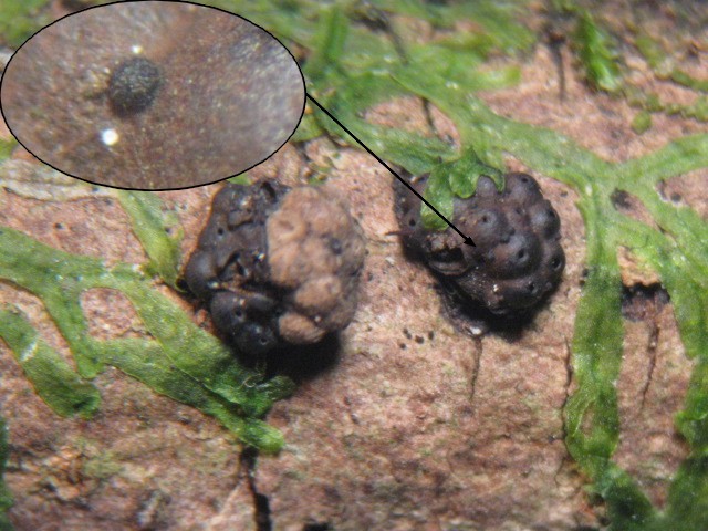 macrostoma