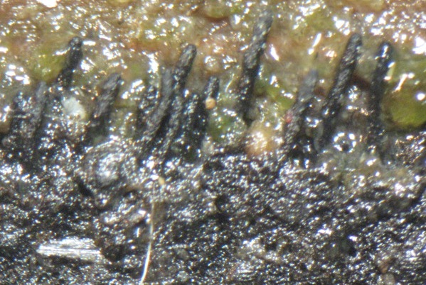macrostoma