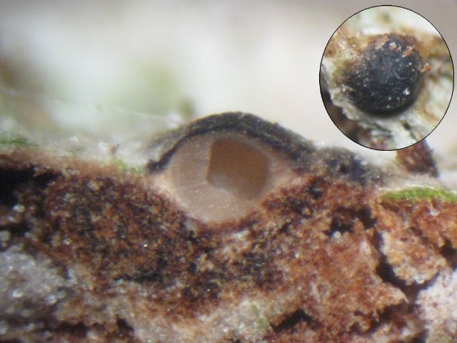 macrostoma