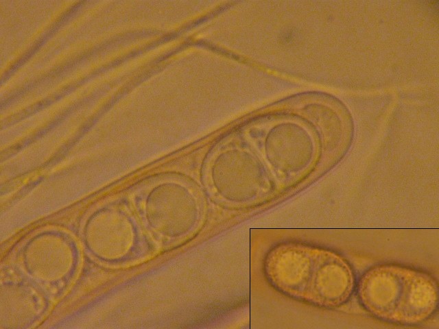macrostoma