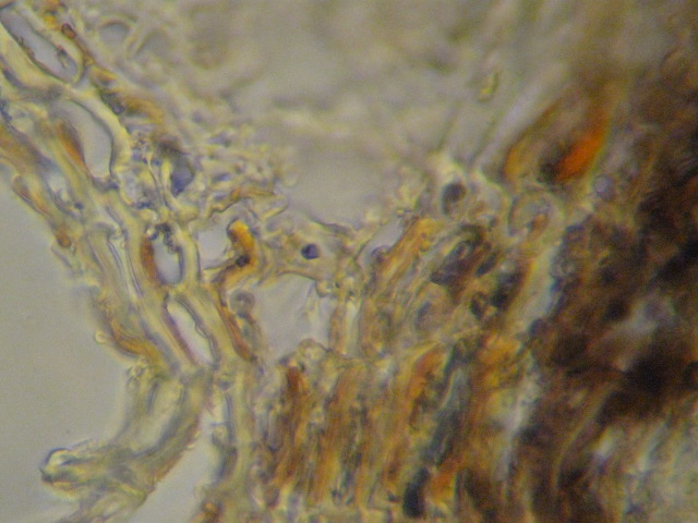 macrostoma