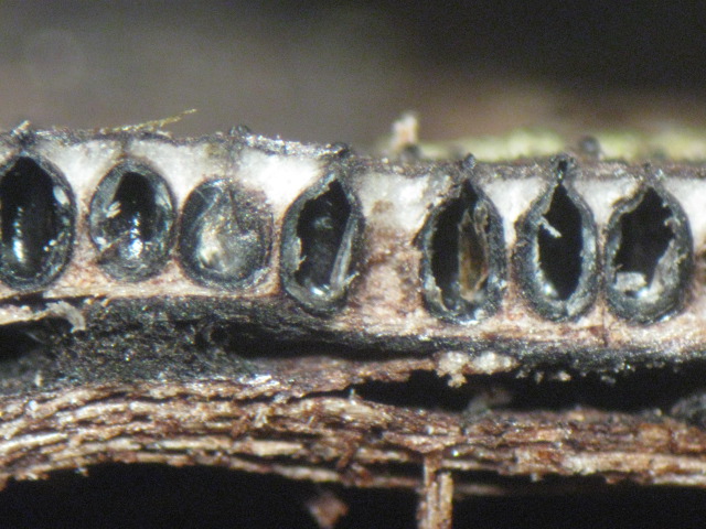 macrostoma