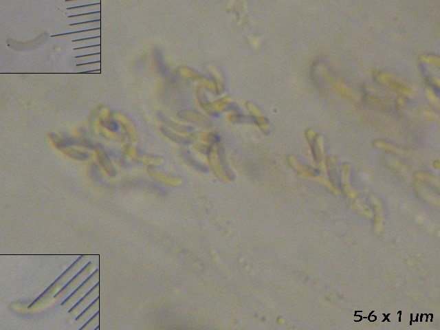 macrostoma