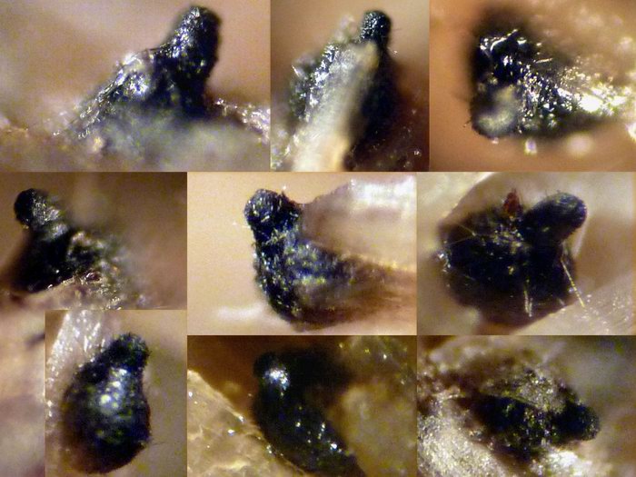 macrostoma