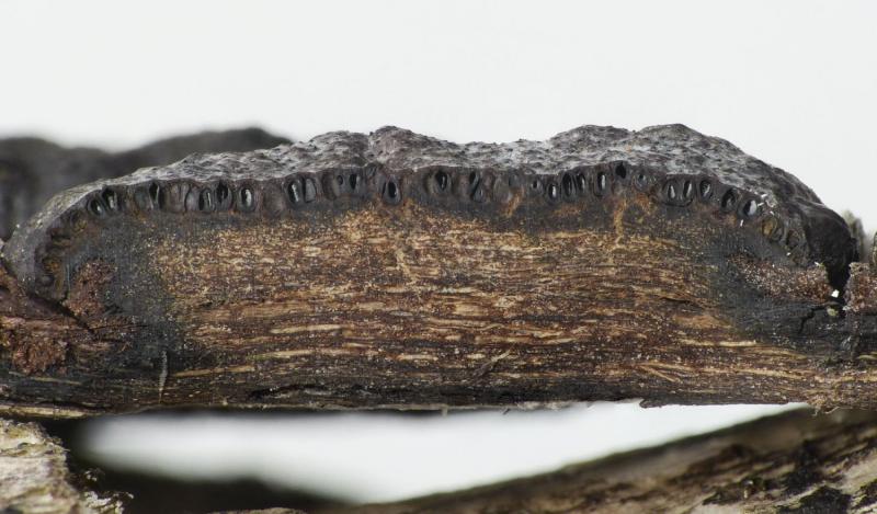 macrostoma