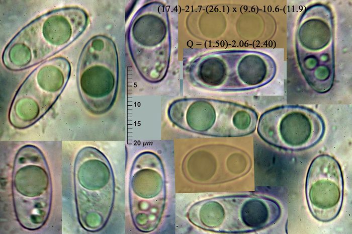 macrostoma