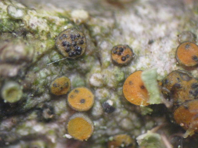 macrostoma