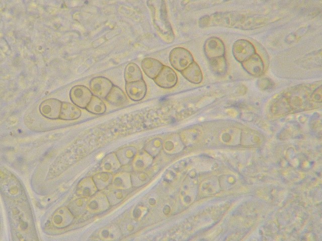 macrostoma