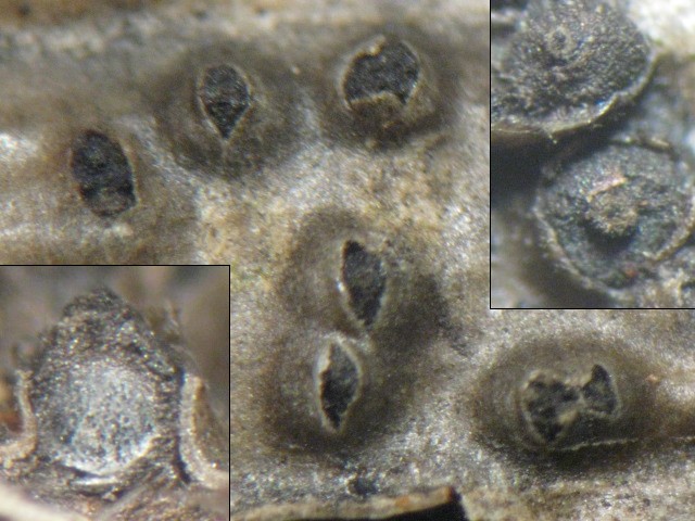 macrostoma