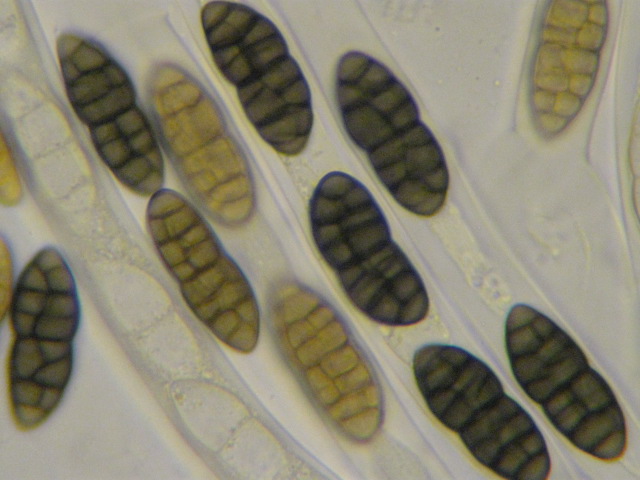 macrostoma