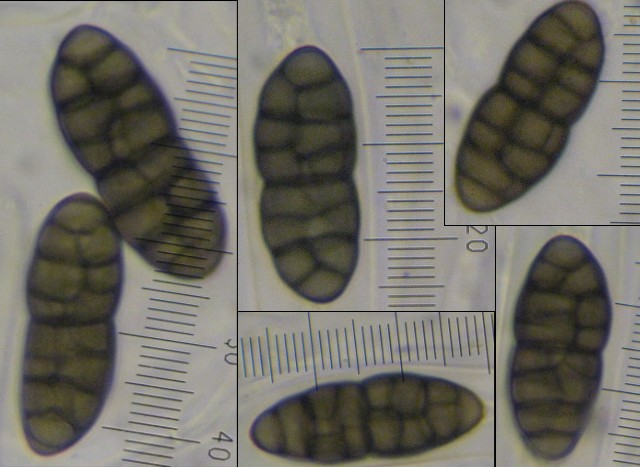 macrostoma