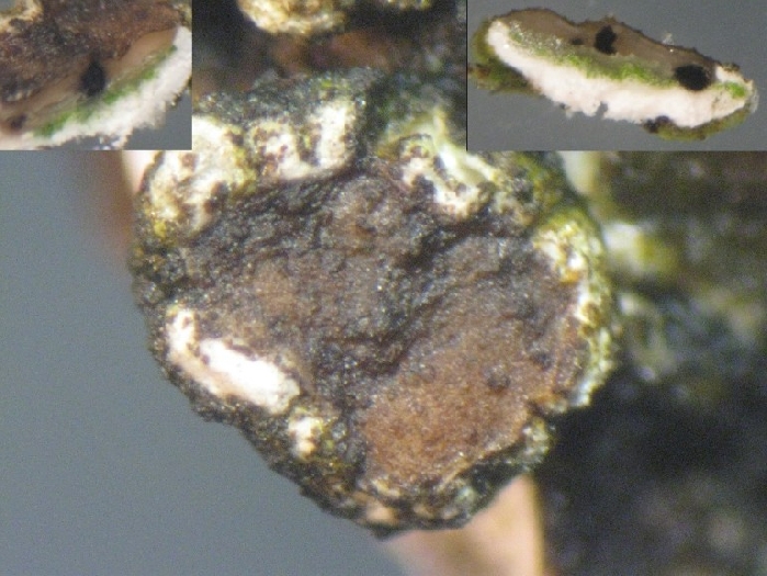 macrostoma