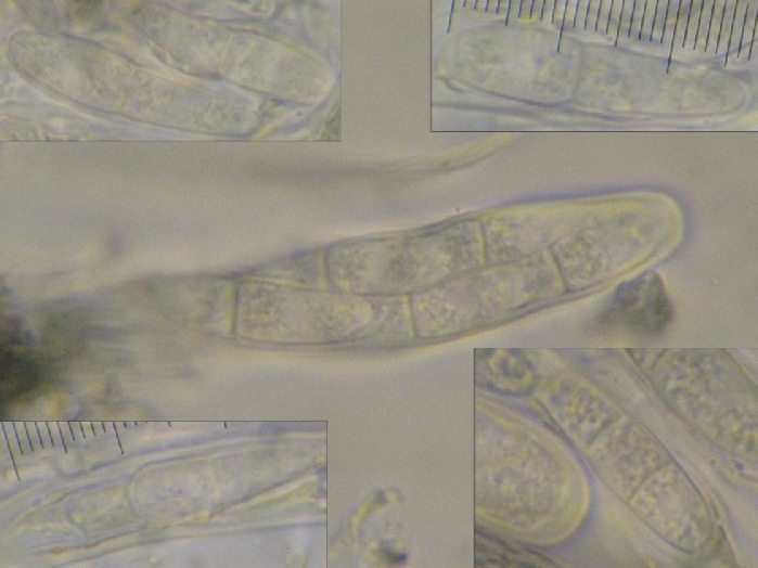 macrostoma