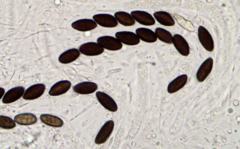 macrostoma