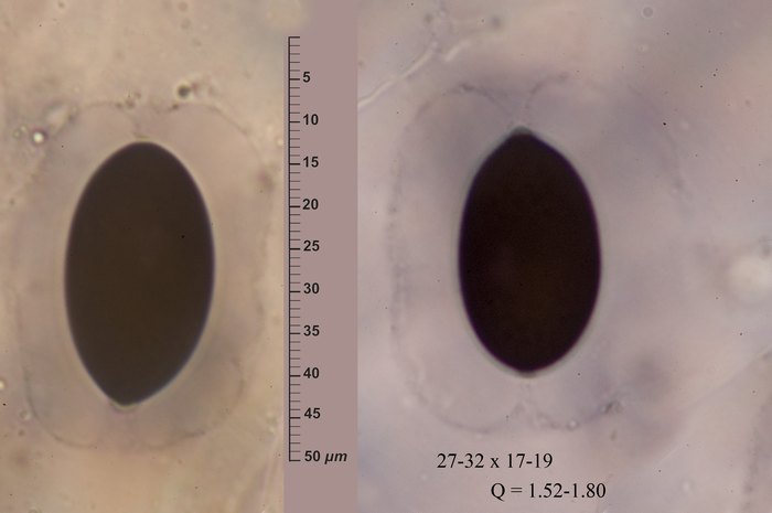 macrostoma