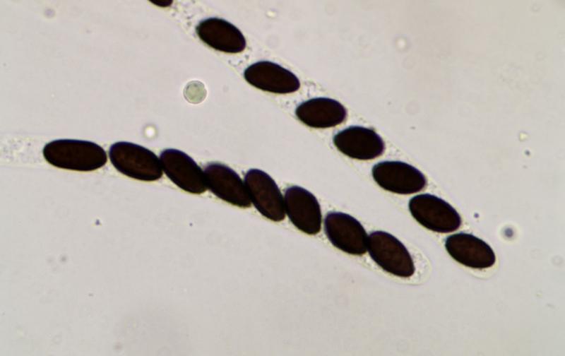 macrostoma
